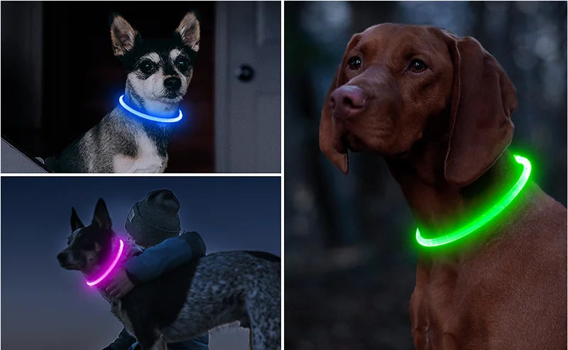 Elor ® Led Dog Collar