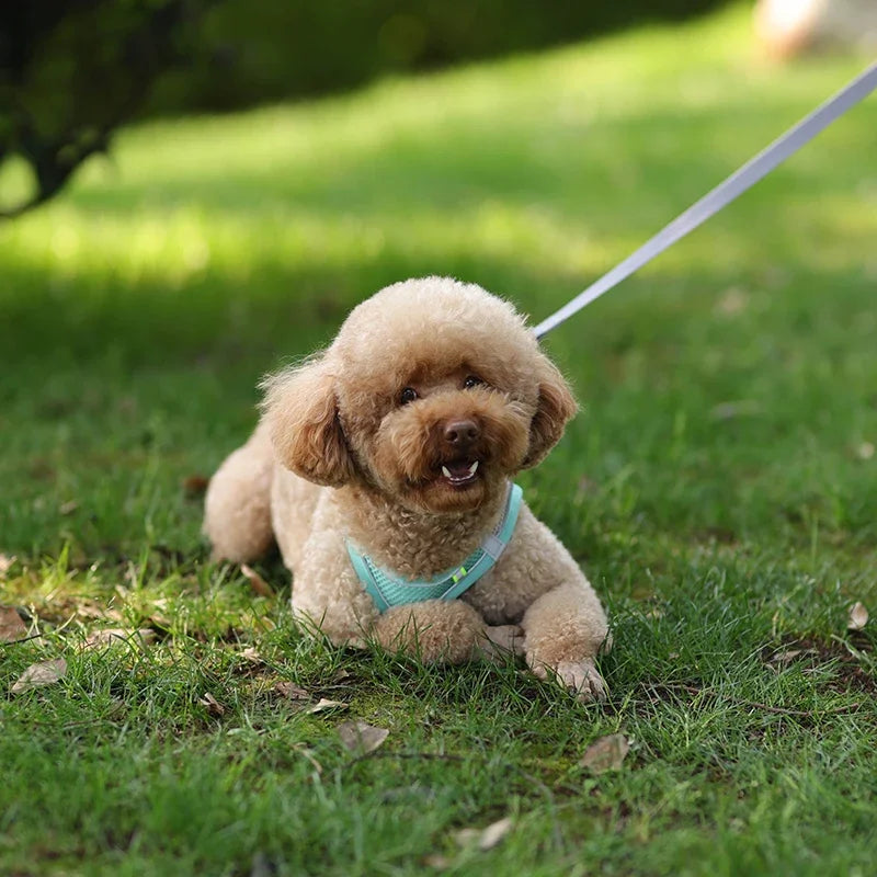 Elor ® Adjustable Puppy & Cat Harness Set