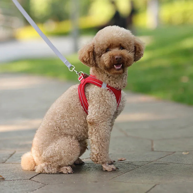 Elor ® Adjustable Puppy & Cat Harness Set