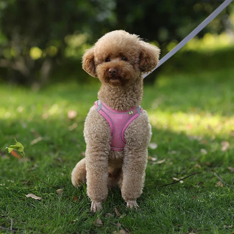 Elor ® Adjustable Puppy & Cat Harness Set