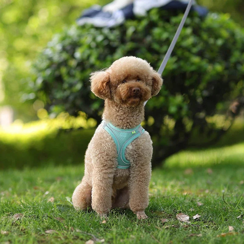 Elor ® Adjustable Puppy & Cat Harness Set
