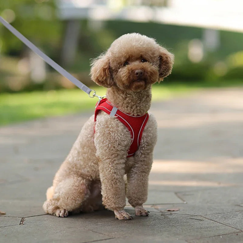 Elor ® Adjustable Puppy & Cat Harness Set