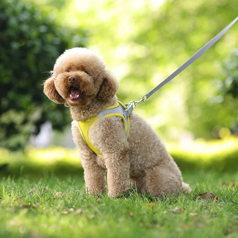 Elor ® Adjustable Puppy & Cat Harness Set